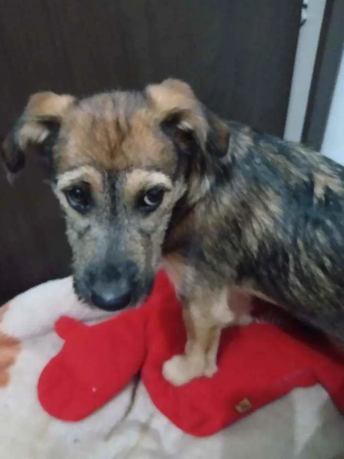 Cachorro ra a Vira lata  idade 2 a 6 meses nome Petra 
