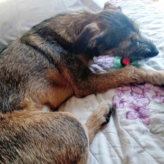 Cachorro ra a Vira lata  idade 2 a 6 meses nome Petra 