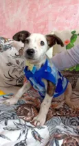 Cachorrinho