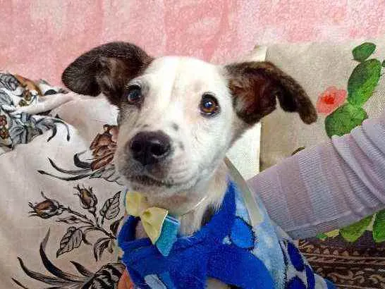 Cachorro ra a Srd idade 2 a 6 meses nome Cachorrinho