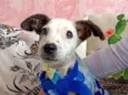 Cachorrinho