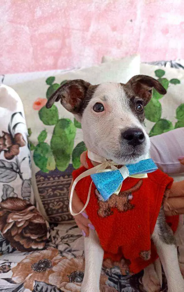 Cachorro ra a Srd idade 2 a 6 meses nome Cachorrinho
