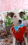 Cachorrinho
