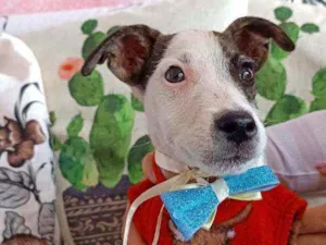Cachorro raça Srd idade 2 a 6 meses nome Cachorrinho