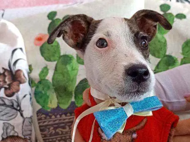 Cachorro ra a Srd idade 2 a 6 meses nome Cachorrinho