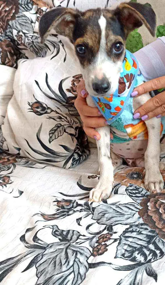 Cachorro ra a Srd idade 2 a 6 meses nome Cachorrinho