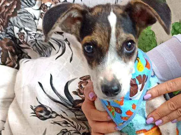 Cachorro ra a Srd idade 2 a 6 meses nome Cachorrinho