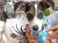 Cachorrinho