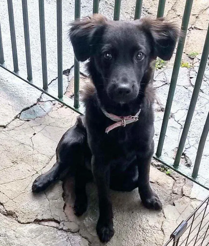 Cachorro ra a S/d idade 7 a 11 meses nome Amora