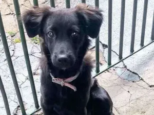 Cachorro raça S/d idade 7 a 11 meses nome Amora