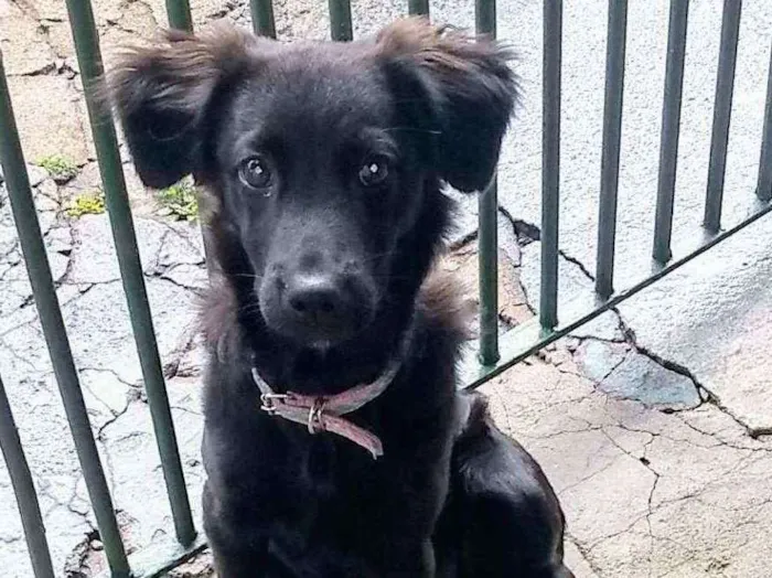 Cachorro ra a S/d idade 7 a 11 meses nome Amora