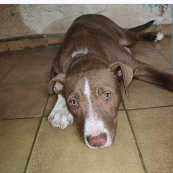 Cachorro ra a Pitbull idade 2 a 6 meses nome Bradock 
