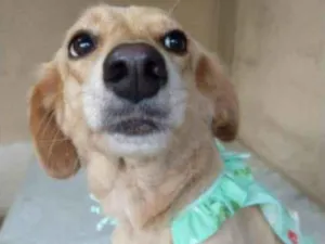 Cachorro raça SRD idade 1 ano nome Luna 