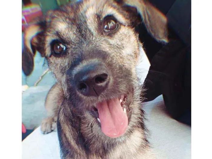 Cachorro ra a Vira lata  idade 2 a 6 meses nome Petra 