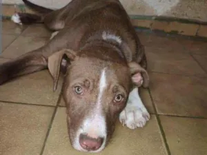 Cachorro raça Pitbull idade 2 a 6 meses nome Bradock 