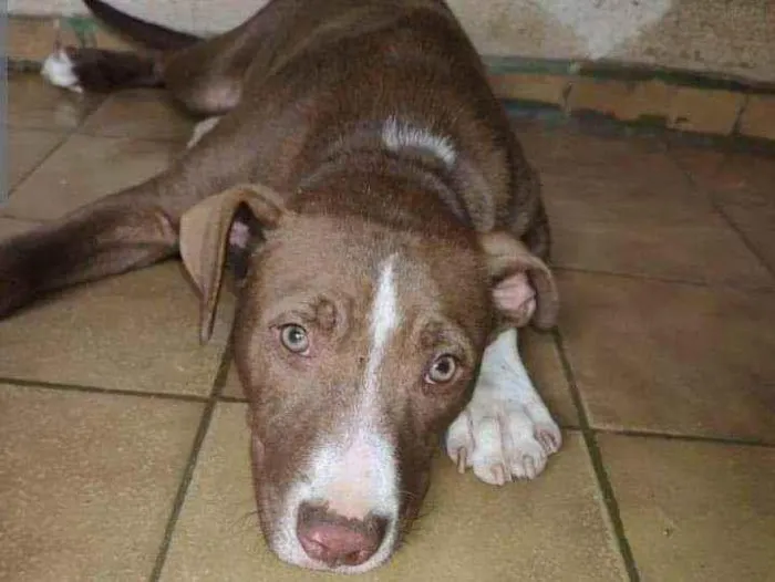 Cachorro ra a Pitbull idade 2 a 6 meses nome Bradock 