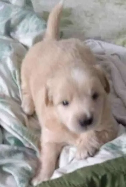 Cachorro raça Srd idade Abaixo de 2 meses nome Sem nome