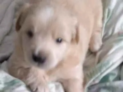 Cachorro raça Srd idade Abaixo de 2 meses nome Sem nome