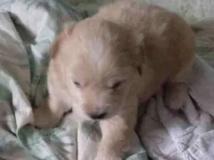 Cachorro raça Srd idade Abaixo de 2 meses nome Sem nome
