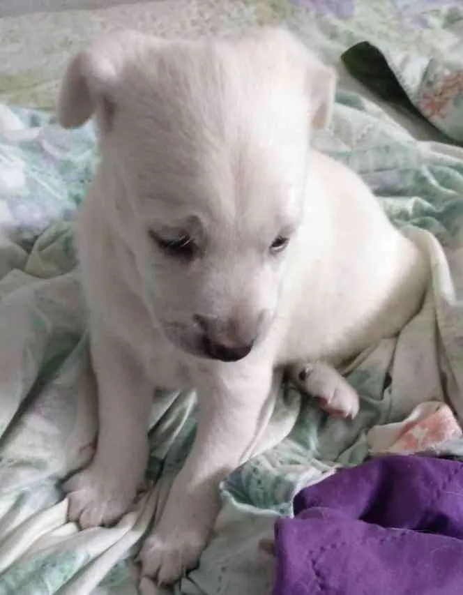 Cachorro raça Srd idade Abaixo de 2 meses nome Sem nome