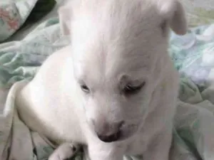 Cachorro raça Srd idade Abaixo de 2 meses nome Sem nome