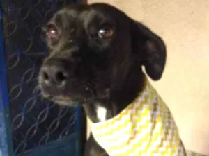 Cachorro raça SRD idade  nome Baruk