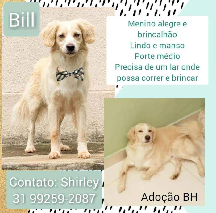 Cachorro raça Srd idade 4 anos nome Bill