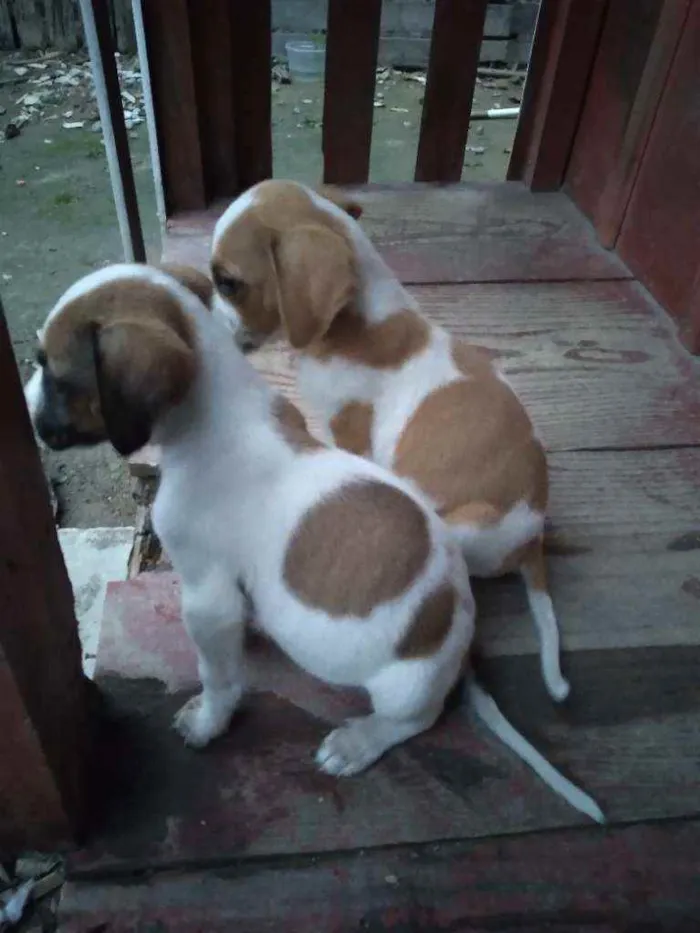 Cachorro ra a Sem raça definitiva  idade 2 a 6 meses nome Sem nome ainda