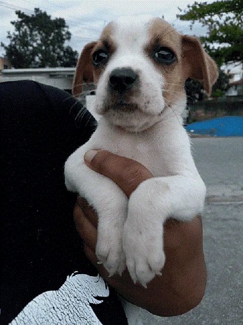 Cachorro ra a Sem raça definitiva  idade 2 a 6 meses nome Sem nome ainda