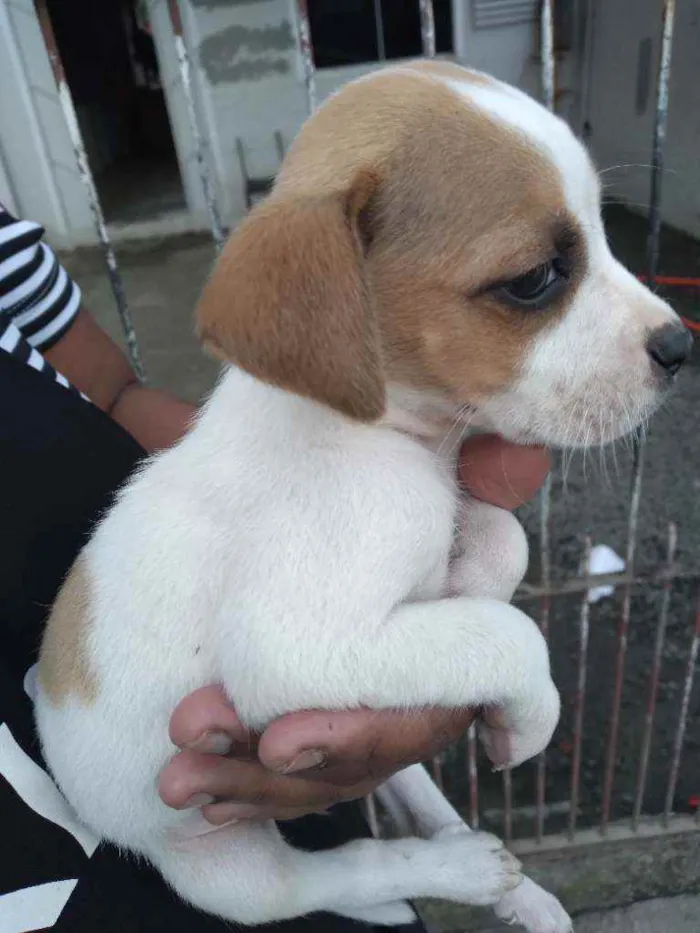 Cachorro ra a Sem raça definitiva  idade 2 a 6 meses nome Sem nome ainda