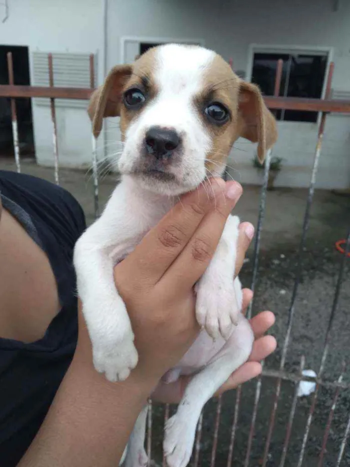 Cachorro ra a Sem raça definitiva  idade 2 a 6 meses nome Sem nome ainda