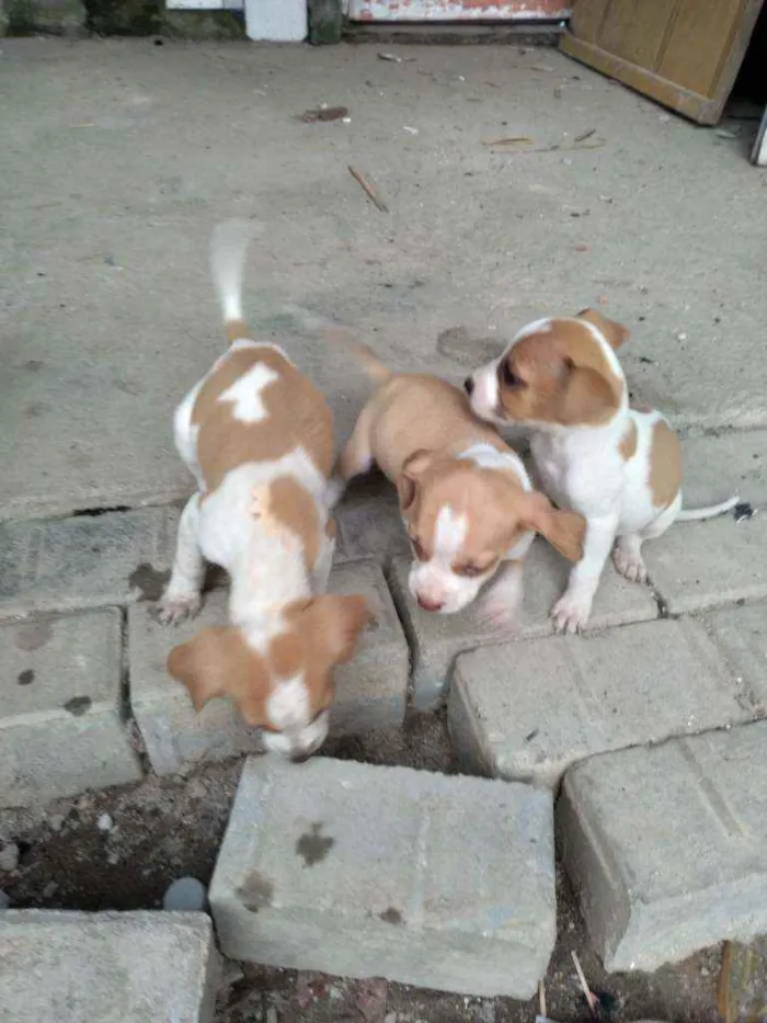 Cachorro ra a Sem raça definitiva  idade 2 a 6 meses nome Sem nome ainda