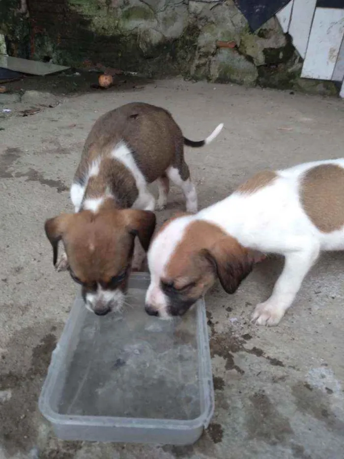 Cachorro ra a Sem raça definitiva  idade 2 a 6 meses nome Sem nome ainda