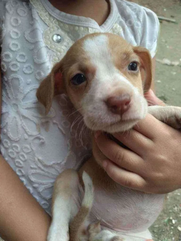 Cachorro ra a Sem raça definitiva  idade 2 a 6 meses nome Sem nome ainda