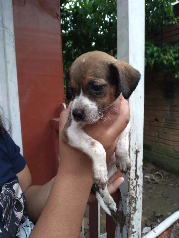 Cachorro ra a Sem raça definitiva  idade 2 a 6 meses nome Sem nome ainda