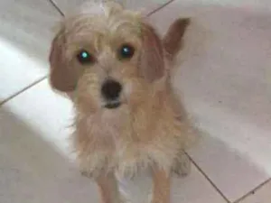 Cachorro raça Srd.  Mistura de iork idade 1 ano nome Pipoca