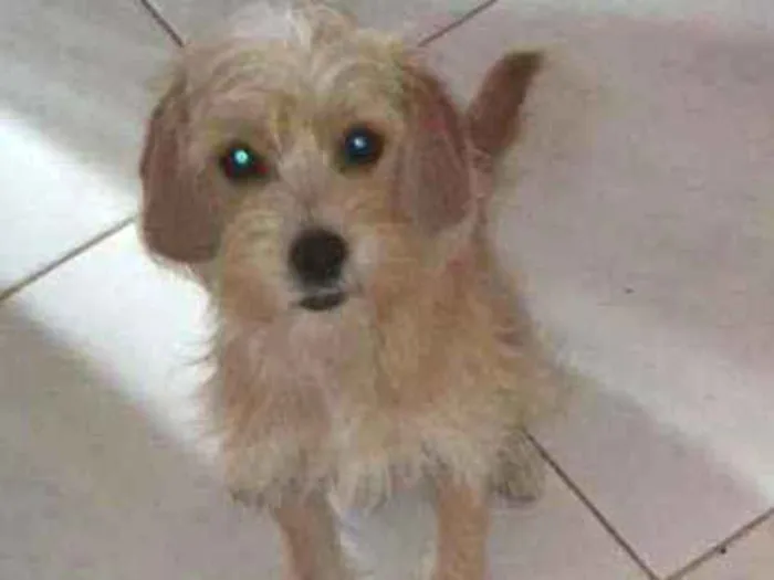Cachorro ra a Srd.  Mistura de iork idade 1 ano nome Pipoca