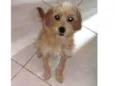 Pipoca