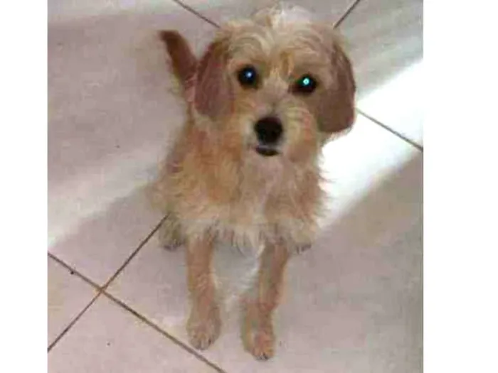 Cachorro ra a Srd.  Mistura de iork idade 1 ano nome Pipoca