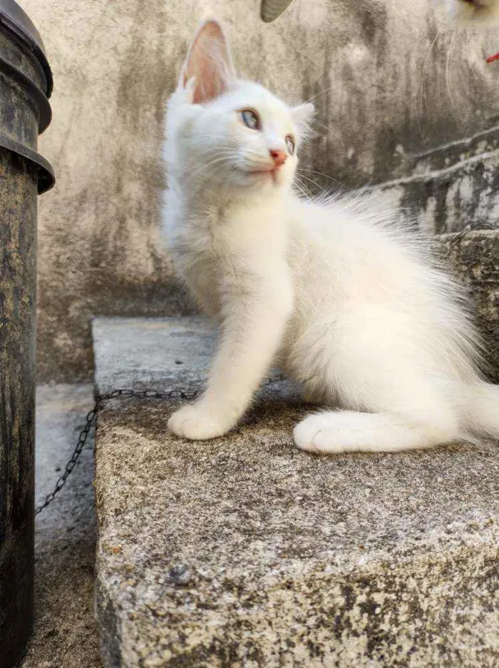 Gato ra a  idade 2 a 6 meses nome Jimmy