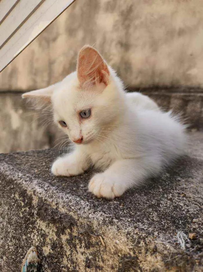 Gato ra a  idade 2 a 6 meses nome Jimmy