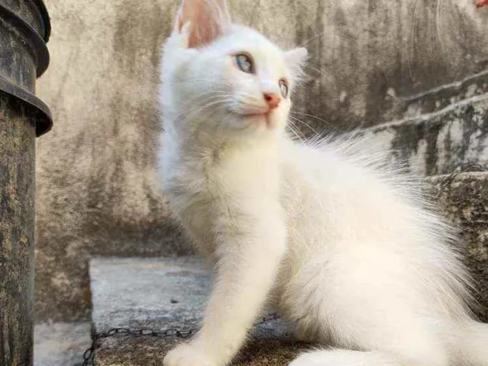 Gato ra a  idade 2 a 6 meses nome Jimmy
