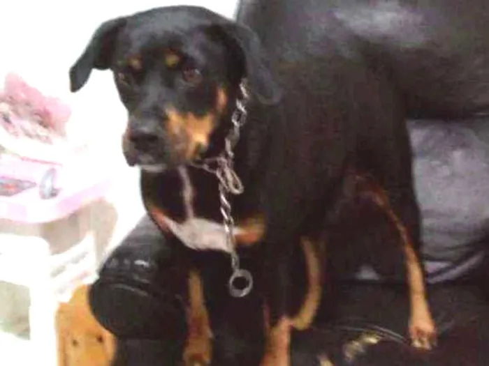 Cachorro ra a Rotivailher  idade 6 ou mais anos nome Lili