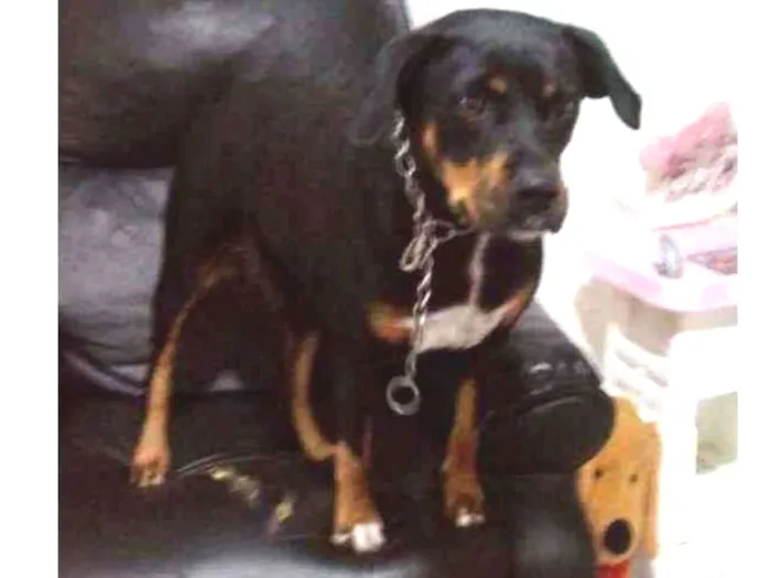 Cachorro ra a Rotivailher  idade 6 ou mais anos nome Lili