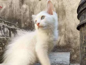 Gato raça  idade 2 a 6 meses nome Jimmy