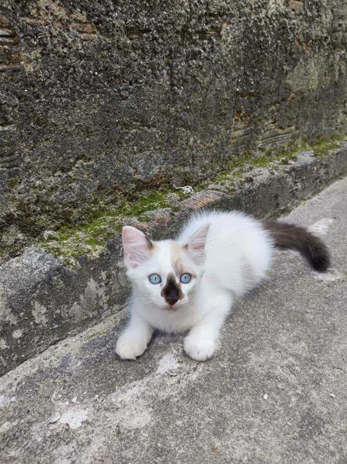 Gato ra a Sem raça definida idade 2 a 6 meses nome Sem nome