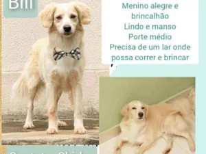 Cachorro raça Srd idade 4 anos nome Bill