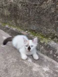 bob