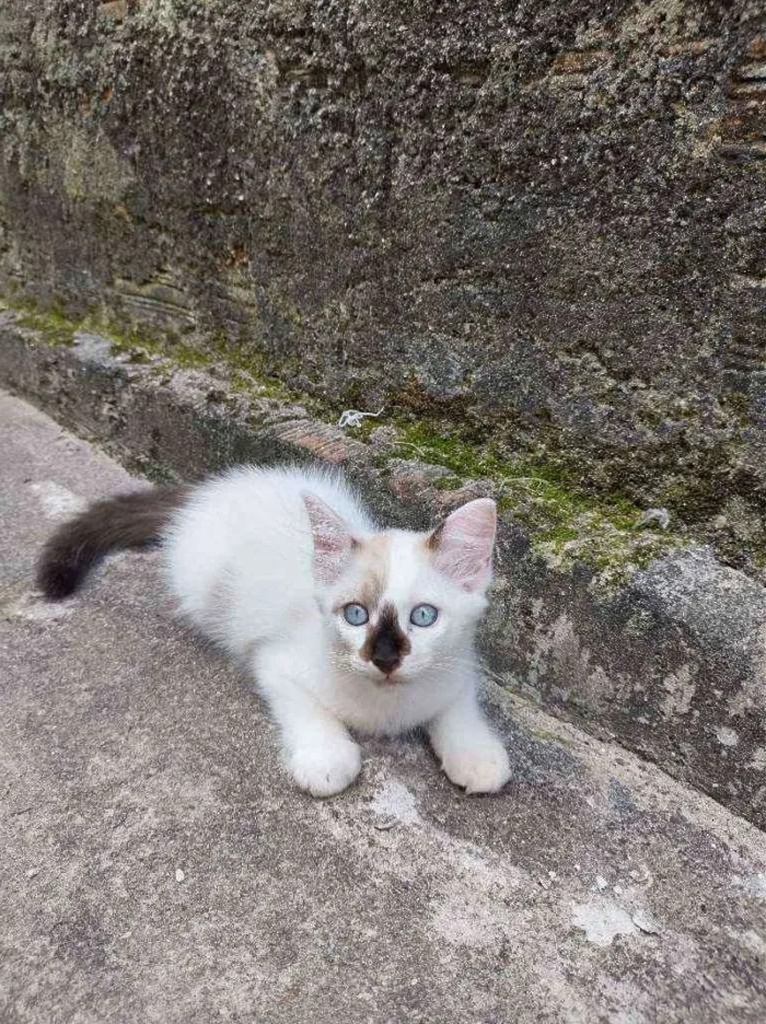 Gato raça  idade 2 a 6 meses nome bob