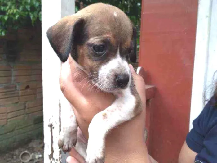 Cachorro ra a Sem raça definitiva  idade 2 a 6 meses nome Sem nome ainda